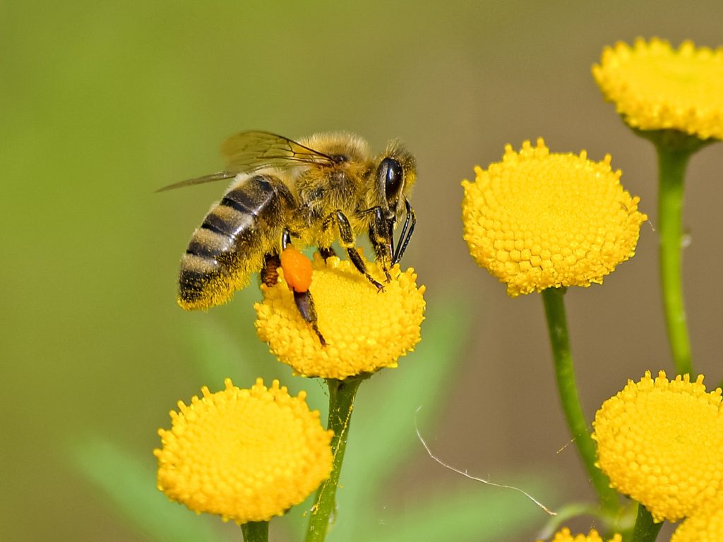 A bee with pollen on its legs collecting nectar from yellow tansy flowers.